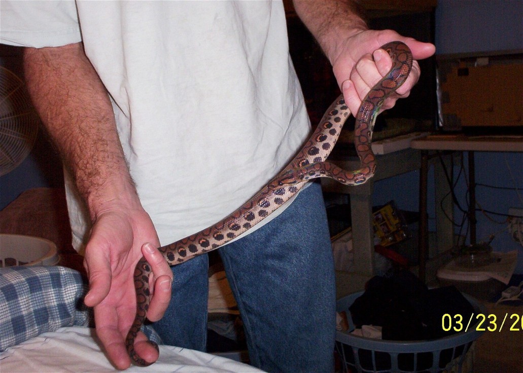 "A Boa in the hand is worth two in the bush."