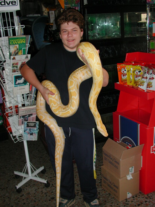 my albino burmese