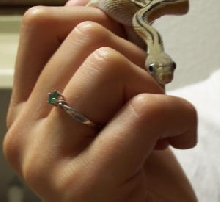 Trans-Pecos Female