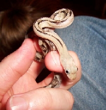 Trans-Pecos Male
