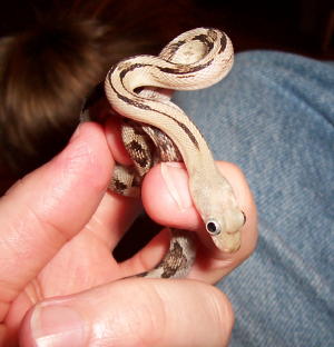 Trans-Pecos Male