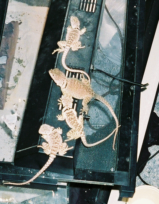 gertie and babies