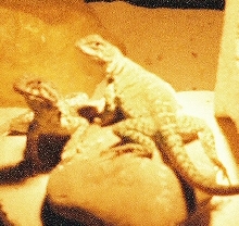 walter and gertie