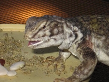 hugo eating