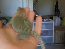 blurry gert