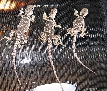 3 babies again