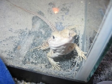 midge being nosy