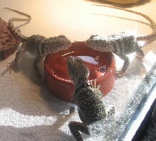 babies drinking