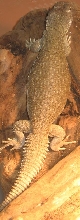 stewzle