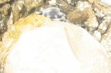 hatching