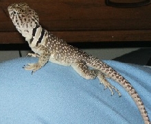 my studmuffin walter segundo
