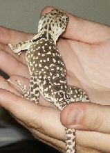 i love dots!