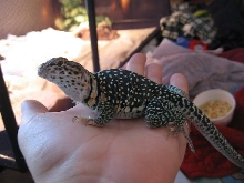 chubby jolly