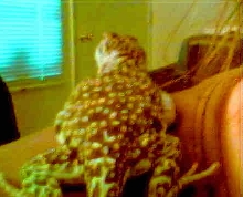 fat ivan
