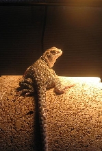 frog girl1