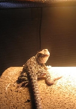 frog girl2