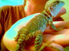 gertie