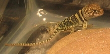 gracie11/29