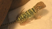 griffin11/29