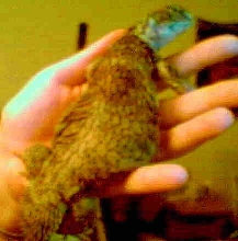 hugo getting big