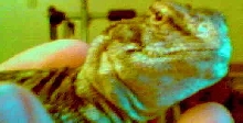 hugo's face
