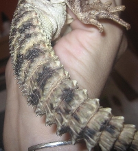 hugo tail 2