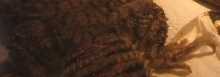 whorl