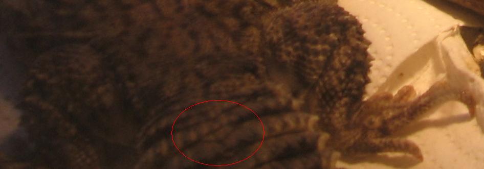 whorl