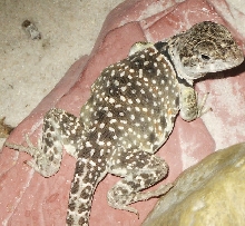 my lumpy girl