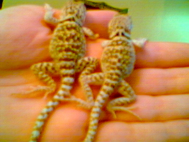 little L and little hellion