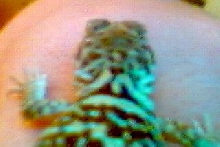 heart