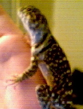 milly