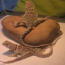 morning stretches