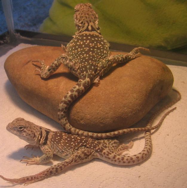 morning stretches