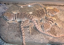 basking together