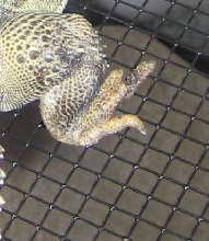 toes