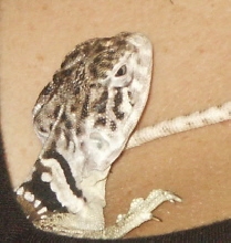 walterI