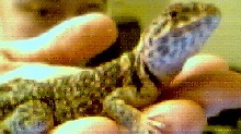 walterII