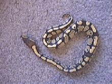 Female Pastel By Herself