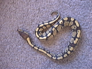 Female Pastel By Herself