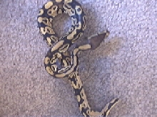 Pastel Male
