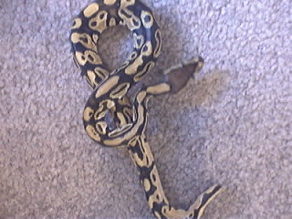 Pastel Male