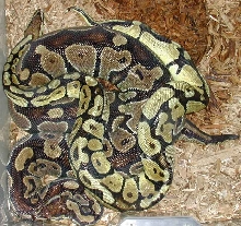 Pastel Male