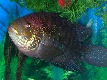 Jack Dempsey