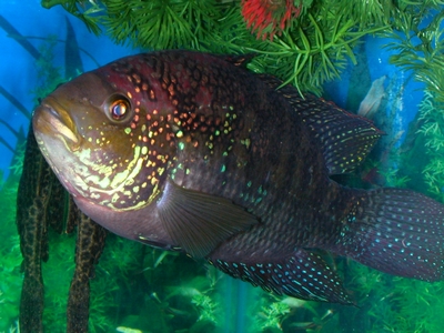 Jack Dempsey