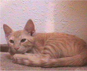 Ringo