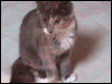 Ginny