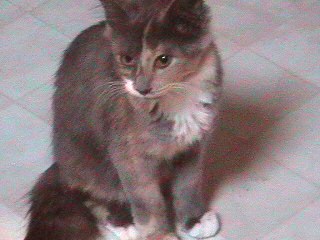 Ginny
