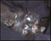 Kittens four weeks