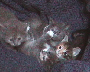 Kittens four weeks